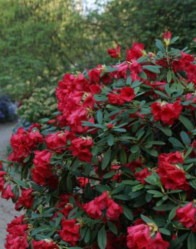 Rhododendron Elizabeth