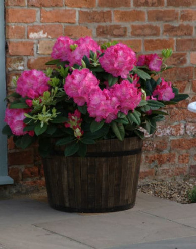 Rhododendron  Germania