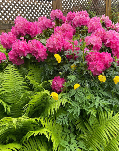 Rhododendron  Germania
