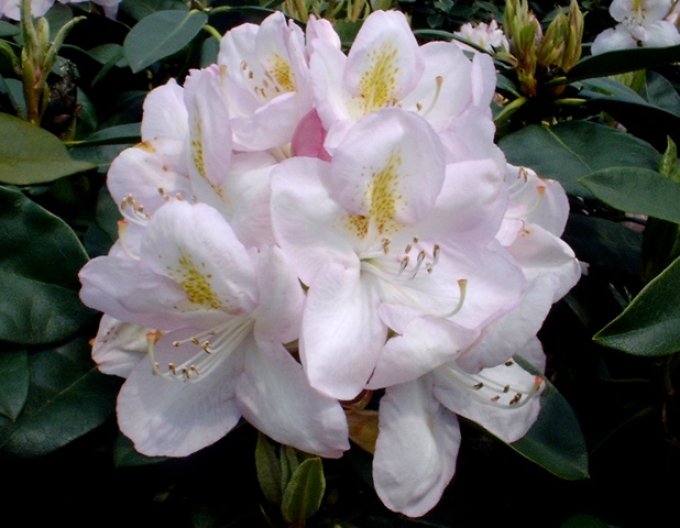 Rhododendron Gomer Waterer