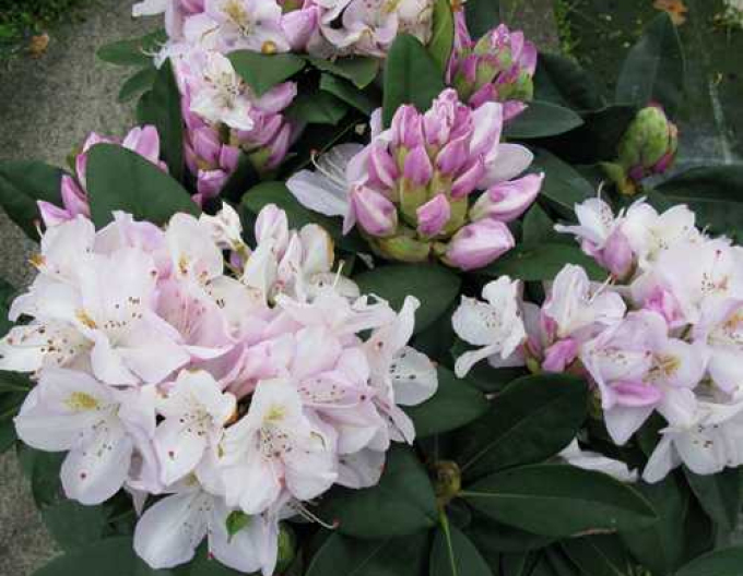 Rhododendron Gomer Waterer
