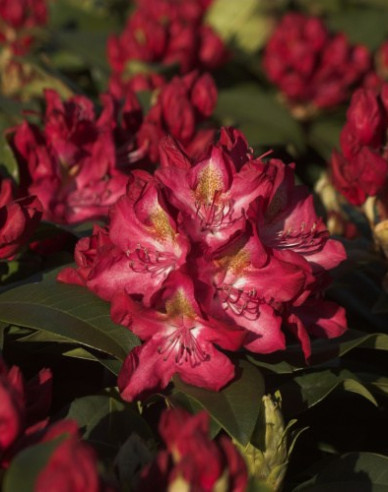 Rhododendron Junifeuer