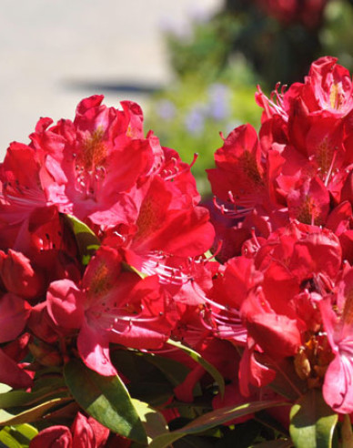 Rhododendron Junifeuer