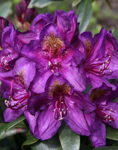 Rhododendron Marcel Menard