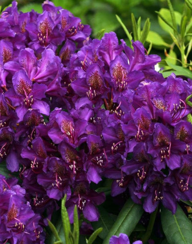 Rhododendron Marcel Menard