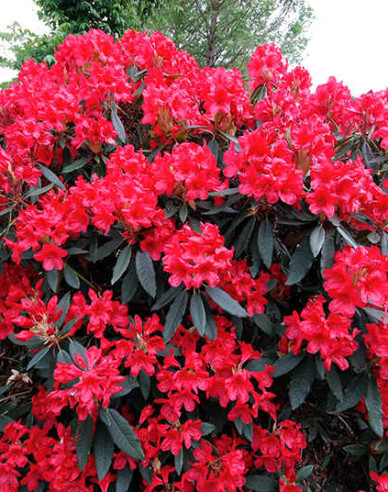 Rhododendron Red Jack