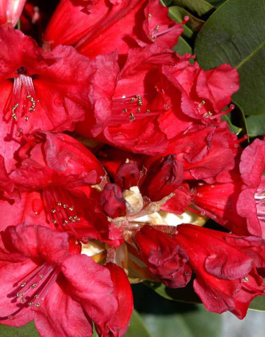 Rhododendron Red Jack