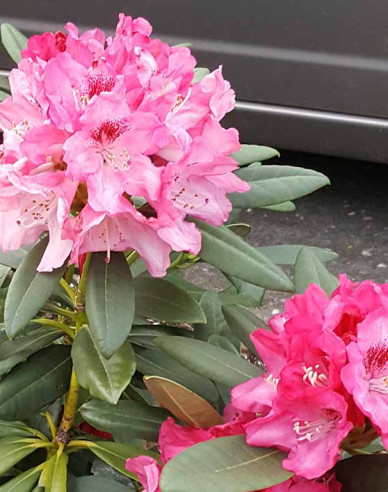 Rhododendron Sneezy