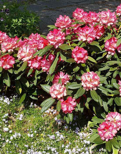 Rhododendron Sneezy