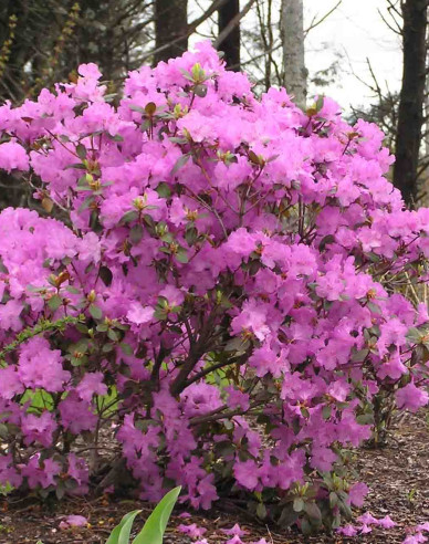Rhododendron PJM Elite