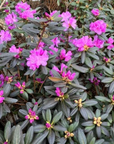Rhododendron PJM Elite