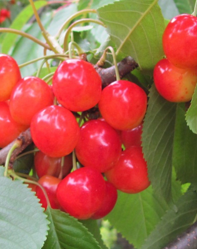 Kirsche Royal Hydrangea, auf Gisela5, cont. 5l