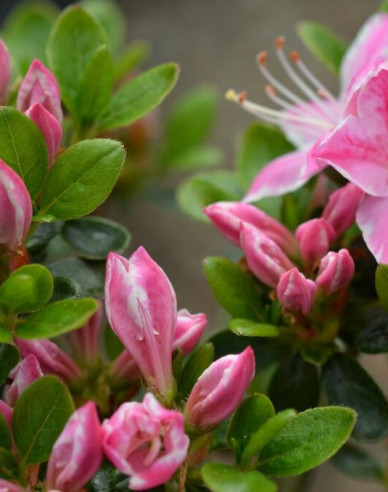 Japanische Azalee Kermesina Rose