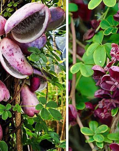 Fingerblättrige Klettergurke