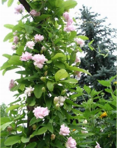 Chinesische Zaunwinde Multiplex