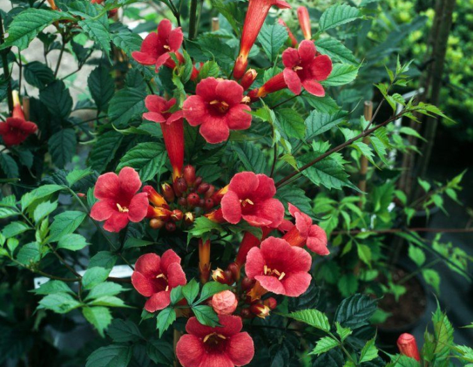 Trompetenblume Flamenco