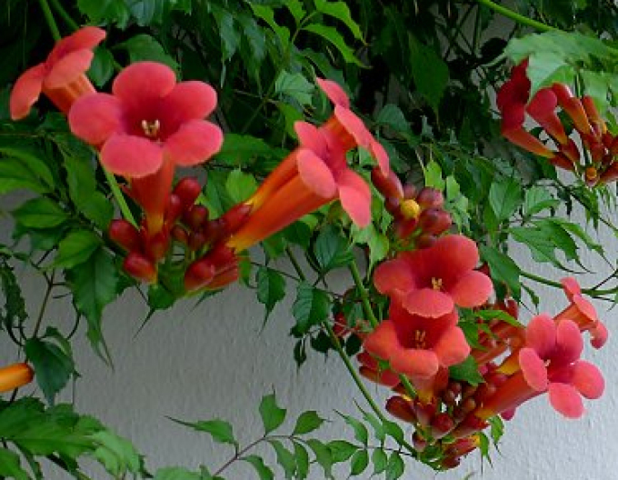 Trompetenblume Flamenco