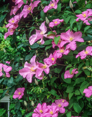 Waldrebe Comtesse de Bouchaud