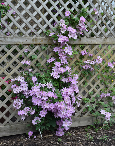 Waldrebe Comtesse de Bouchaud