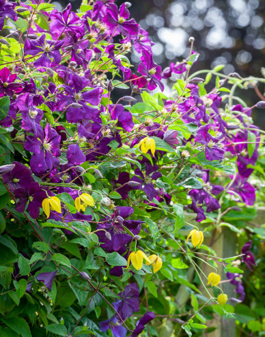 Waldrebe Etoile Violette