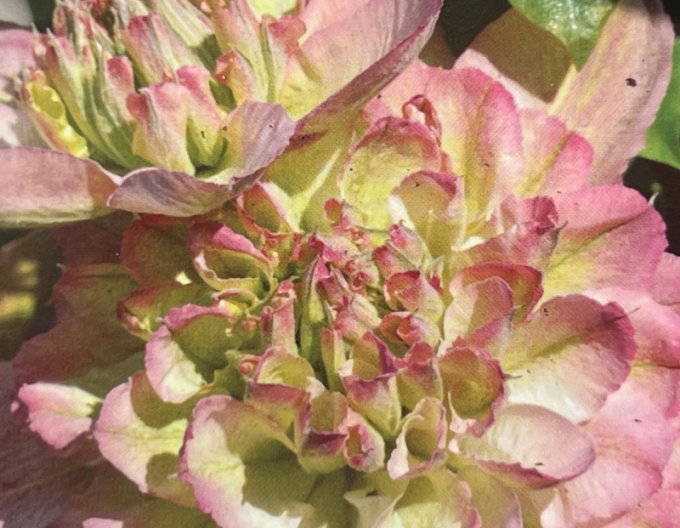 Waldrebe  Pistachio Cake