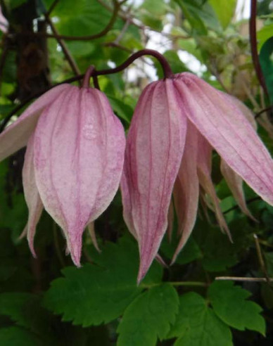 Waldrebe  Pink Swing