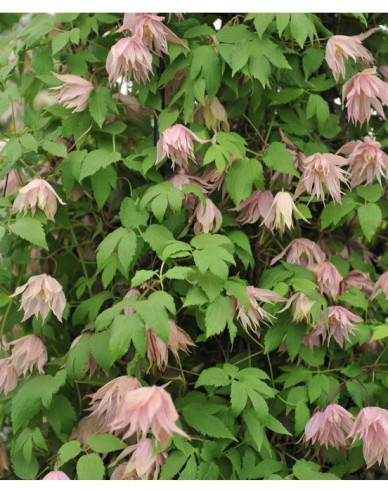 Waldrebe  Pink Swing