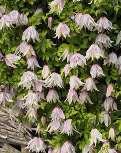 Waldrebe  Pink Swing