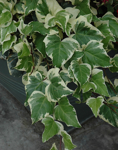 Efeu Gloire de Marengo