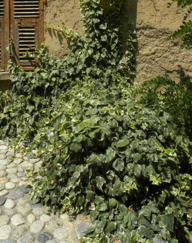 Efeu Gloire de Marengo