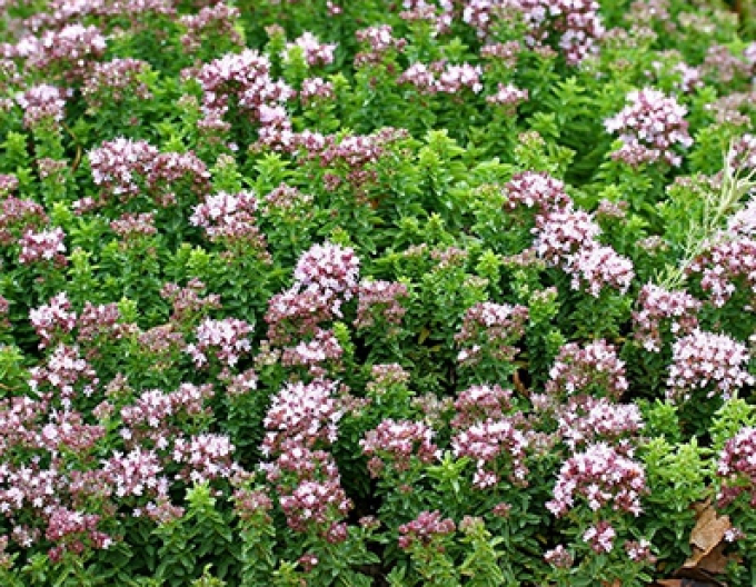 Oregano  Wilder Majoran Kompakt