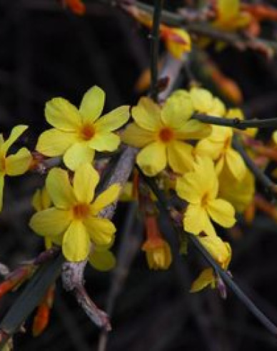 Jasmin Argenteovariegum