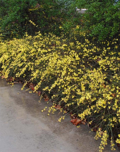 Jasmin Argenteovariegum