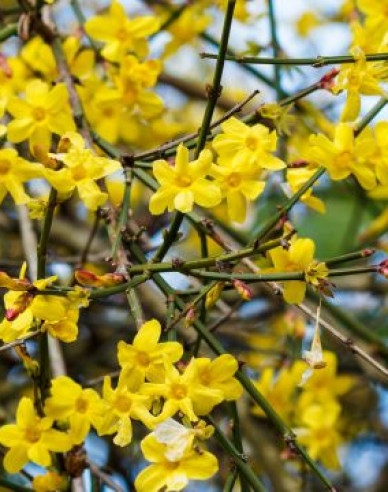 Jasmin Argenteovariegum