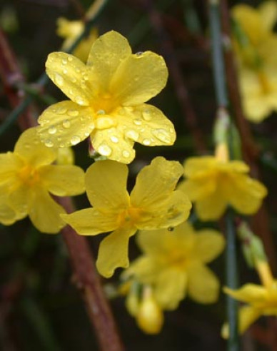 Jasmin Argenteovariegum
