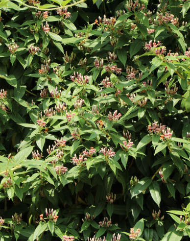 Immergrünes Geißblatt