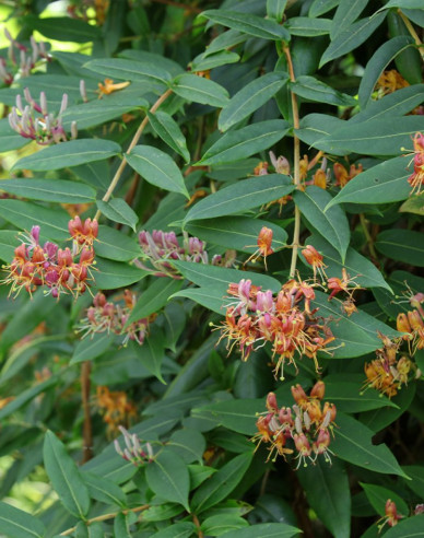 Immergrünes Geißblatt