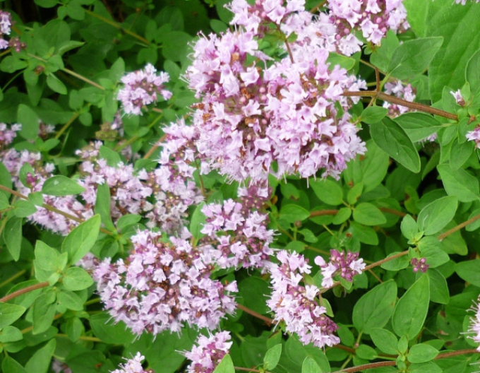 Oregano - Echter Dost