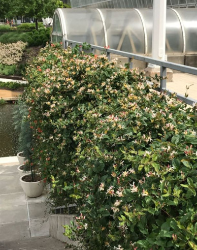 Japanische Geißschlinge Purpurea