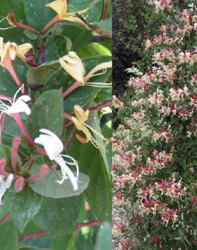Japanische Geißschlinge Purpurea