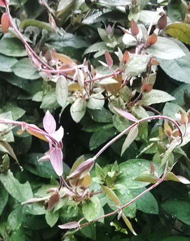 Japanische Geißschlinge Purpurea