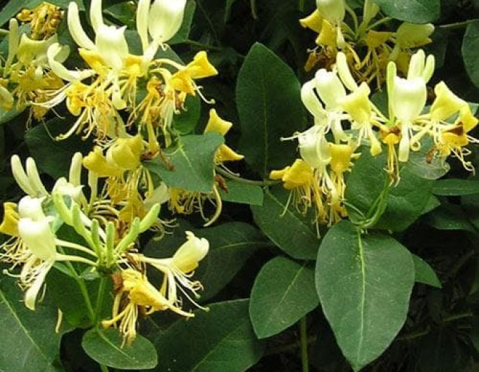 Wald-Geißschlinge ´Scentsation´