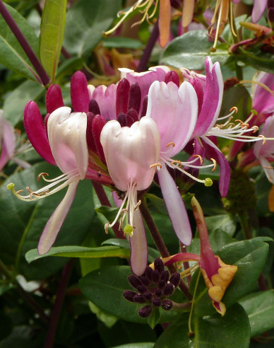 Wald-Geisschlinge Serotina
