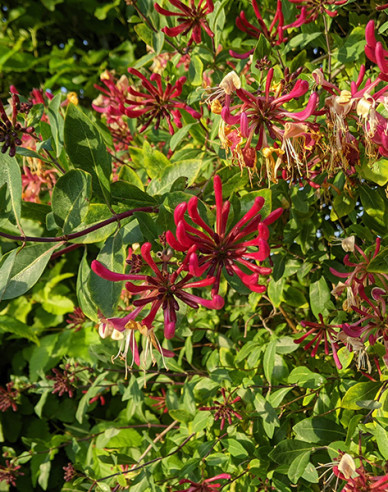 Wald-Geisschlinge Serotina