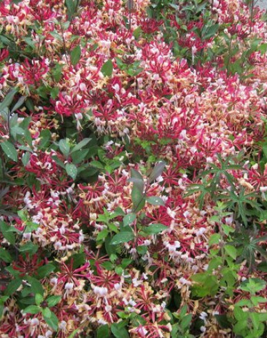 Wald-Geisschlinge Serotina