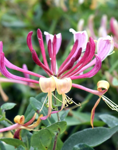 Wald-Geisschlinge Serotina