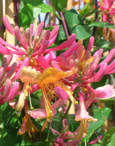 Feuer-Geißschlinge American Beauty