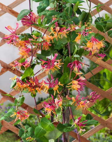 Feuer-Geißschlinge American Beauty