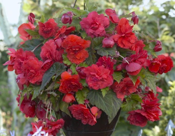 Hängende Begonie Red