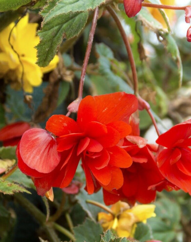 Hängende Begonie Red